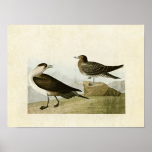 Poster Plaque 272 Jaeger de Richardson Oiseaux d'Amér