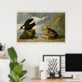 Poster Plaque 276 | King Duck | Oiseaux d'Amérique (Bureau à domicile)