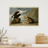 Poster Plaque 276 | King Duck | Oiseaux d'Amérique (Cuisine)