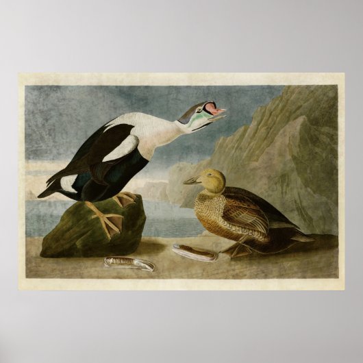 Poster Plaque 276 | King Duck | Oiseaux d'Amérique (Devant)
