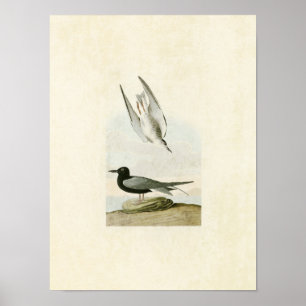Poster Plaque 280 Terne noire Oiseaux d'Amérique