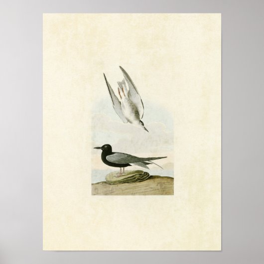 Poster Plaque 280 | Terne noire | Oiseaux d'Amérique (Devant)