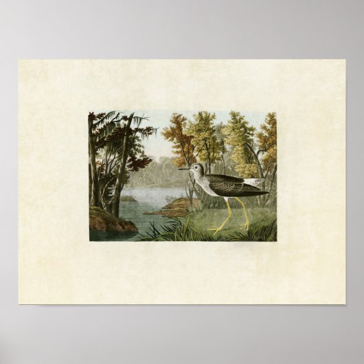 Poster Plaque 288 | Jaune | Oiseaux d'Amérique (Devant)