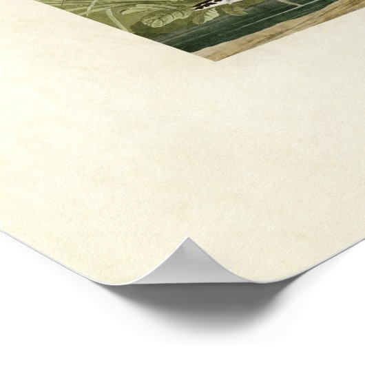 Poster Plaque 289 | Sandpiper solitaire | Oiseaux d'Améri (Coin)