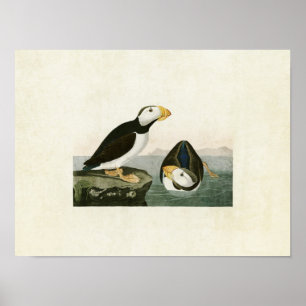 Poster Plaque 293 Puffin à gros bec Oiseaux d'Amériqu