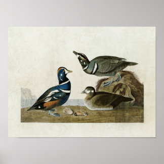 Poster Plaque 297 | Arlequin plongeur | Oiseaux d'Amériqu