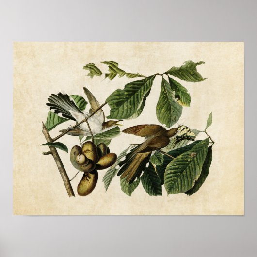Poster Plaque 2 | Coucou à bec jaune | Oiseaux d'Amérique (Devant)