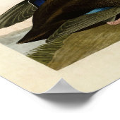Poster Plaque 302 | Dusky Duck | Oiseaux d'Amérique (Coin)