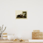 Poster Plaque 302 | Dusky Duck | Oiseaux d'Amérique (Cuisine)