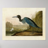 Poster Plaque 307 | Grue bleue ou Heron | Oiseaux d'Améri (Devant)