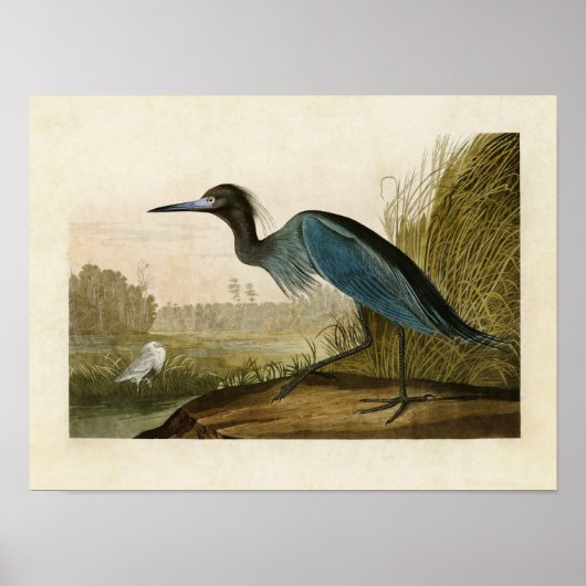 Poster Plaque 307 | Grue bleue ou Heron | Oiseaux d'Améri (Devant)