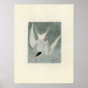 Poster Plaque 309   Grande Terre   Oiseaux d'Amérique
