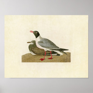 Poster Plaque 314 Goéland à tête noire Oiseaux d'Amér