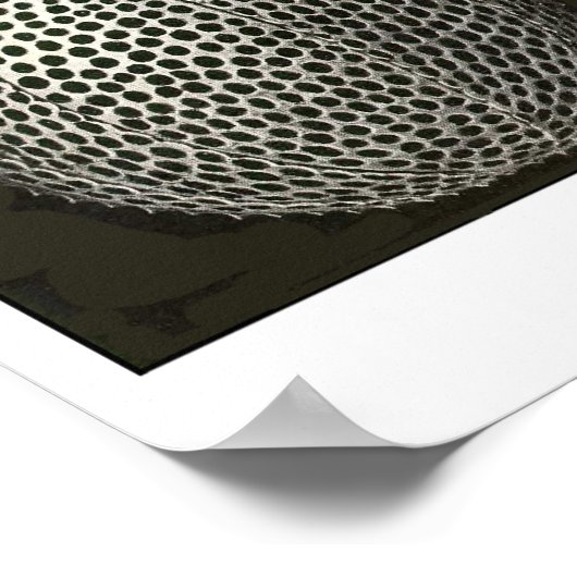 Poster Plaque 31 Cyrtoidea (Coin)