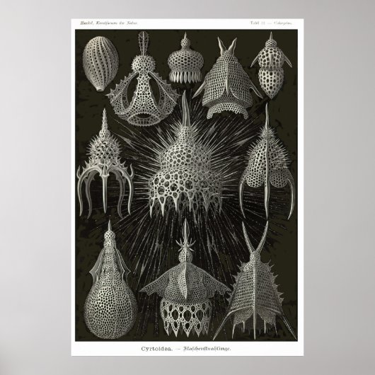 Poster Plaque 31 Cyrtoidea (Devant)