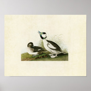 Poster Plaque 325 Canard à tête de tampon Oiseaux d'A