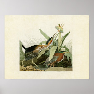 Poster Plaque 333 Heron vert Oiseaux d'Amérique