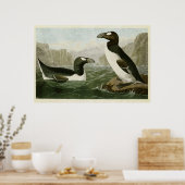 Poster Plaque 341 | Great Auk | Oiseaux d'Amérique (Cuisine)