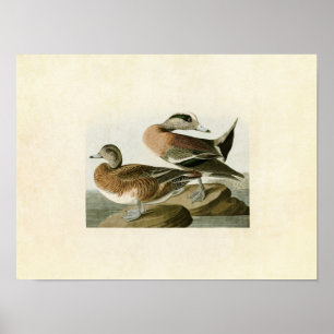Poster Plaque 345 Widgeon américain Oiseaux d'Amériqu