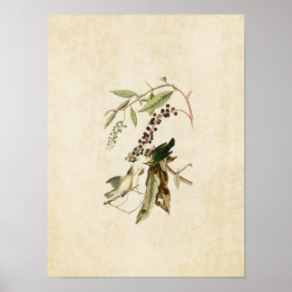 Poster Plaque 34 | Paruline mangeuse de vers | Oiseaux d'