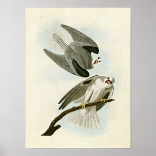 Poster Plaque 352 Faucon à ailes noires Oiseaux d'Amé