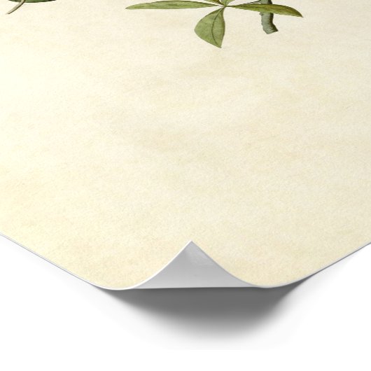 Poster Plaque 353 | Souris à dos de châtaignes (Coin)