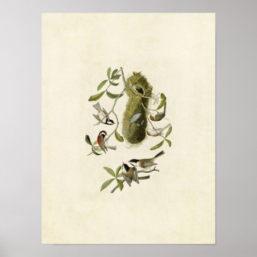 Poster Plaque 353 | Souris à dos de châtaignes (Devant)