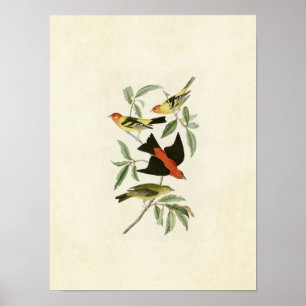 Poster Plaque 354 Louisiana et Scarlet Tanagers