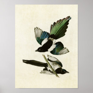 Poster Plaque 357   American Magpie   Oiseaux d'Amérique