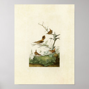 Poster Plaque 360 Winter et Rock Wrens