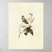 Poster Plaque 363 | Bohemian Chatterer | Oiseaux d'Amériq (Devant)