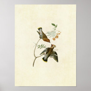 Poster Plaque 363 Bohemian Chatterer Oiseaux d'Amériq