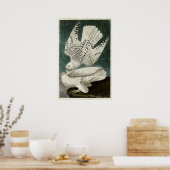 Poster Plaque 366 | Islande ou Jer Falcon (Cuisine)