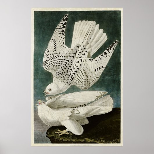 Poster Plaque 366 | Islande ou Jer Falcon (Devant)