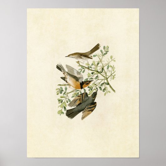 Poster Plaque 369 | Mockingbird & Grive variée (Devant)
