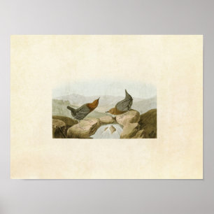 Poster Plaque 370 American Water Ouzel ou Dipper
