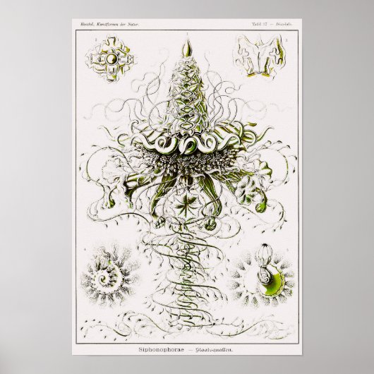 Poster Plaque 37. Siphonophores. (Devant)