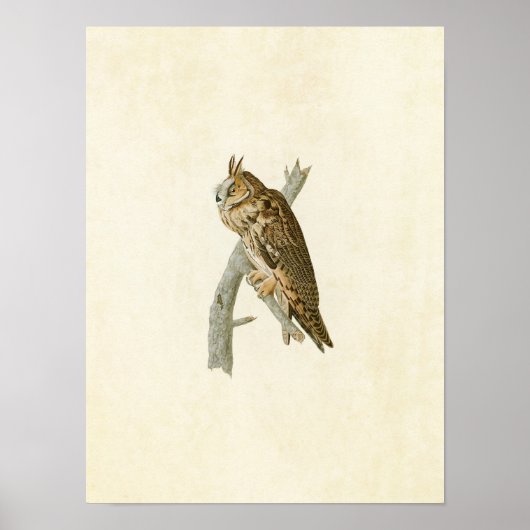 Poster Plaque 383 | Chouette à longue portée | Oiseaux d' (Devant)