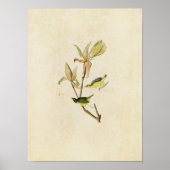 Poster Plaque 38 | Paruline du Kentucky | Oiseaux d'Améri (Devant)