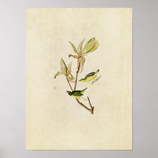 Poster Plaque 38 | Paruline du Kentucky | Oiseaux d'Améri