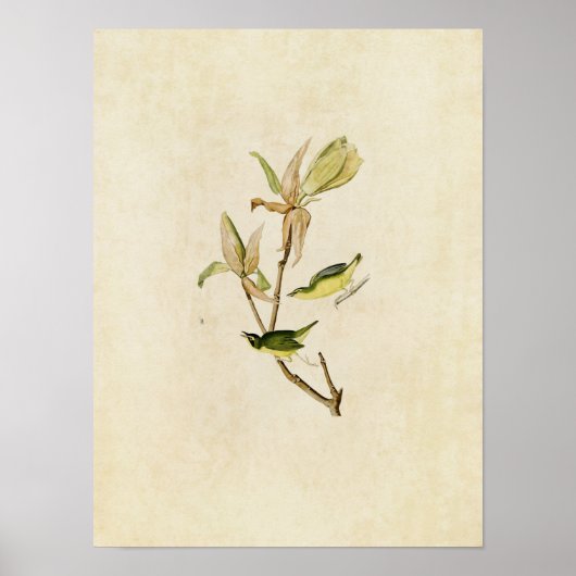 Poster Plaque 38 | Paruline du Kentucky | Oiseaux d'Améri (Devant)