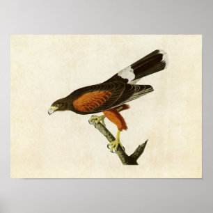 Poster Plaque 392 Louisiana Hawk Oiseaux d'Amérique