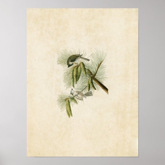 Poster Plaque 39 | Crested Titmouse | Oiseaux d'Amérique (Devant)