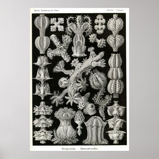 Poster Plaque 39 Gorgonia (Devant)