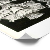 Poster Plaque 39 Gorgonia (Coin)