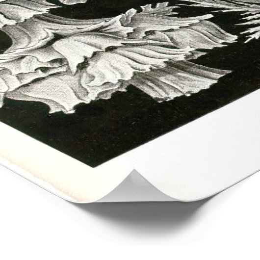 Poster Plaque 39 Gorgonia (Coin)