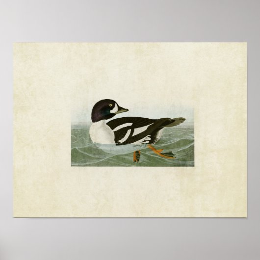 Poster Plaque 403 | Canard oculaire doré | Oiseaux d'Amér (Devant)