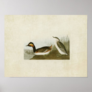 Poster Plaque 404 Eared Grebe Oiseaux d'Amérique