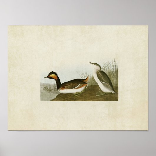 Poster Plaque 404 | Eared Grebe | Oiseaux d'Amérique (Devant)