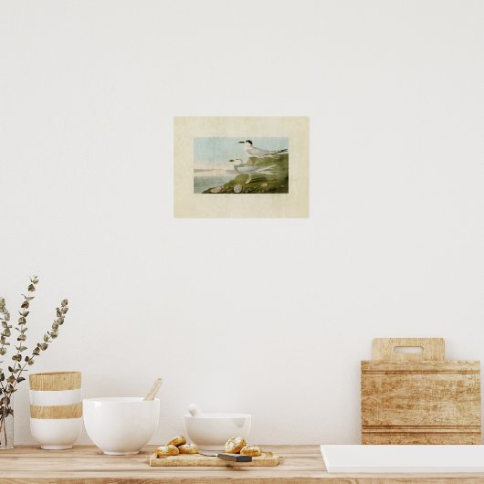 Poster Plaque 409 | Tern de Havell et Tern de Trudeau (Cuisine)